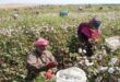 Harvesting 4 thousand hectares of cotton in Hasaka province