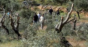 Colonos israelíes arrancan decenas de olivos al este de Salfit