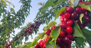 Cerezas del Golán Sirio Ocupado, símbolo de resistencia y firmeza