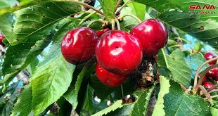 Las cerezas del Golán sirio ocupado