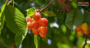 Provincia siria de Damasco-campo produce más de 47 mil toneladas de cereza