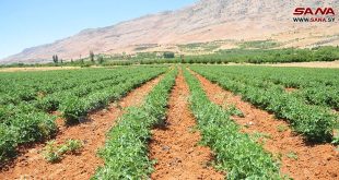 Llanura de Zabadani vuelve a florecer tras quitarse las espinas del terrorismo