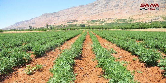 Llanura de Zabadani vuelve a florecer tras quitarse las espinas del terrorismo