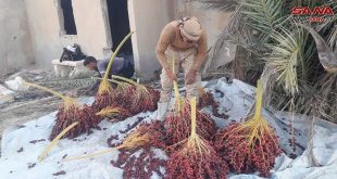 Oasis histórico de Palmira produce 2.000 toneladas de dátiles