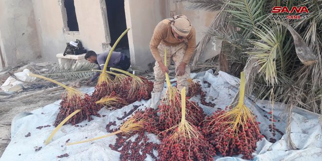 Oasis histórico de Palmira produce 2.000 toneladas de dátiles