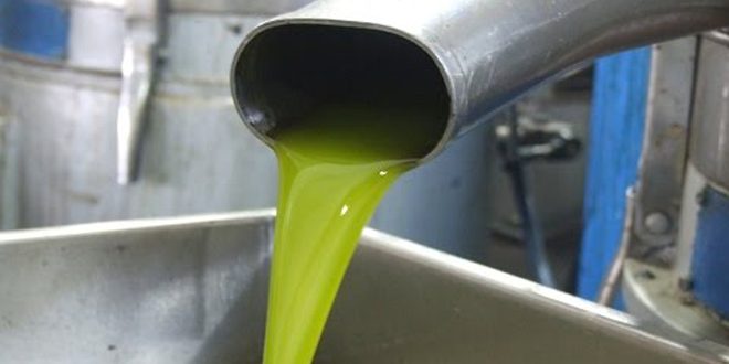 La production d’huile d’olive de la Syrie a atteint 122 000 tonnes la saison dernière