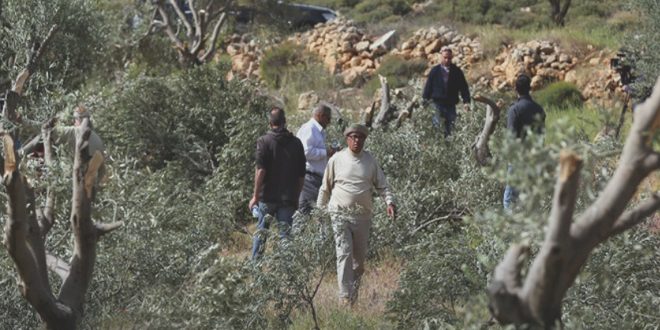 מתנחלים עקרו עשרות עצי זיית בשכם ובג’נין