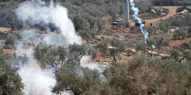 מתנחלים גונבים את יבול הזיתים בכפר ג’לוד בדרום שכם